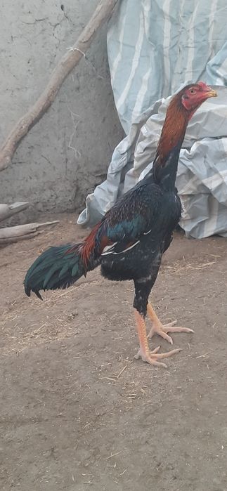 dakan  jo'jalar sotiladi