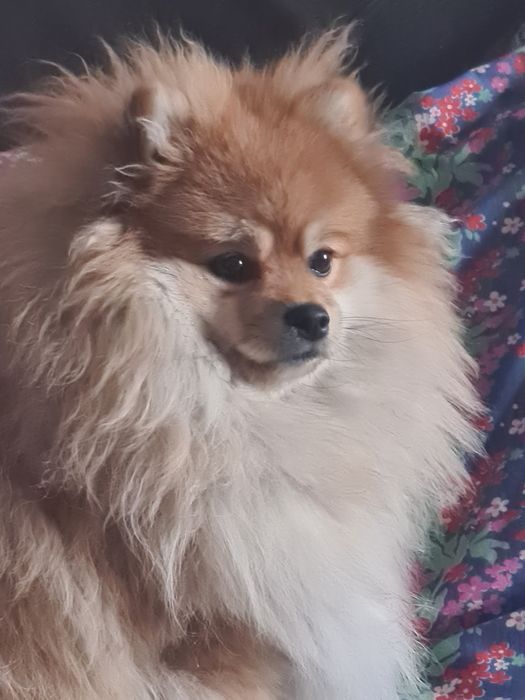 Девочка шпиц 7 месяцев