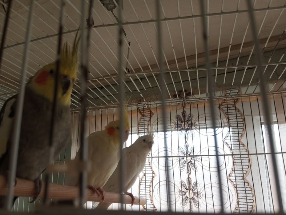 Papugay Karela 3 chalsi 650000somga ber boraman 1tasi nar 2 taksi moda