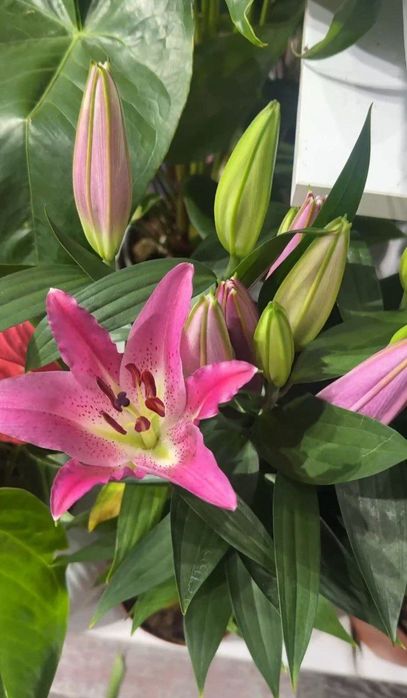 Лилия Lilium lilyа