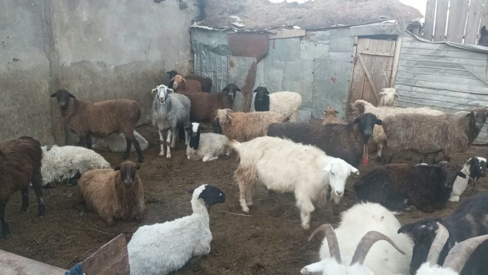 Тайынша кесілген
