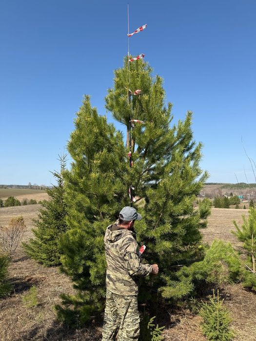 Сосна обыкновенная пирамидальная премиум