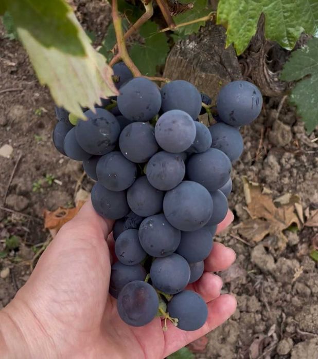 Struguri de masa Romanesti - Jud Prahova / Com Tataru / Sat Podgoria