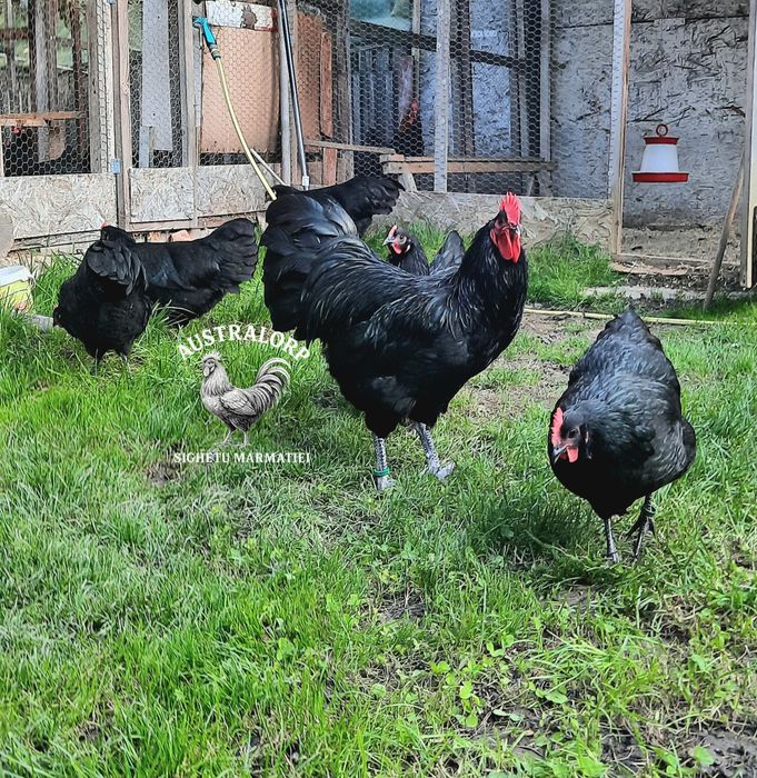Rezervare pui Australorp și Marans