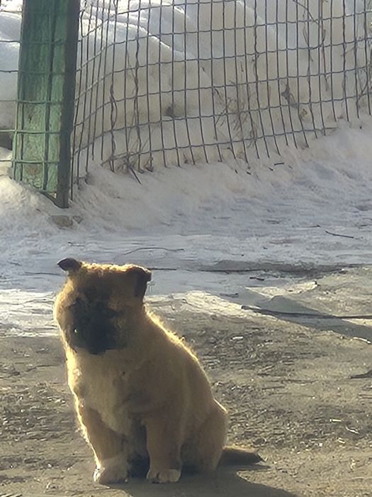 Пристраиваются щенки