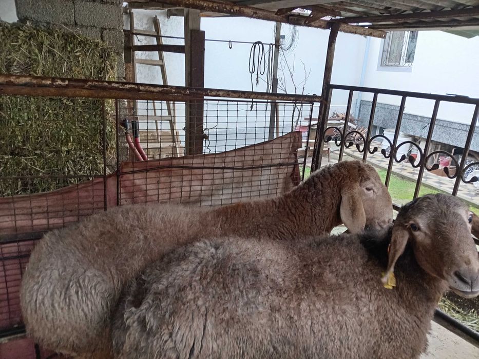 Кучкор куйлар сотилади