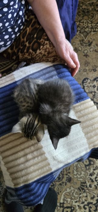 Отдам котят,мальчики 1.5 мес