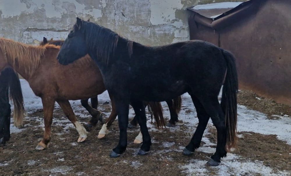 Продам породистых кунанов , таев