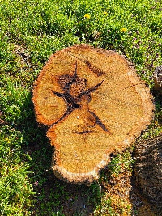 Дънери от черница