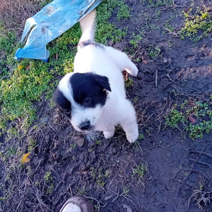 Каракачански овчарки