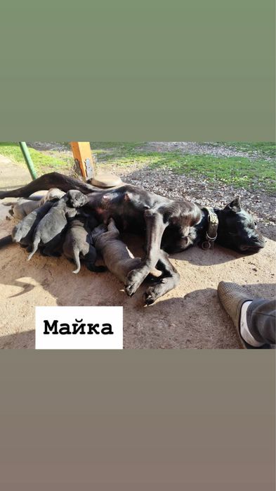 Кане корсо бебета