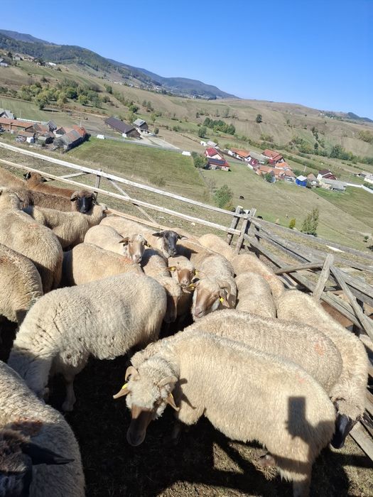 Oi bune de vânzare !