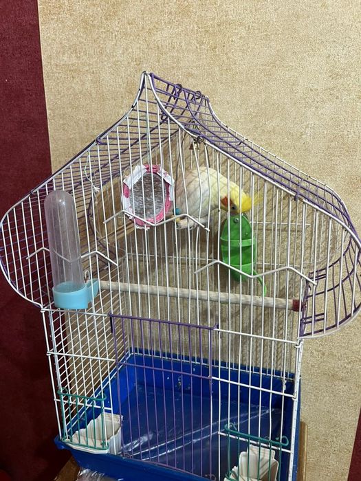 Продам попугая корелла