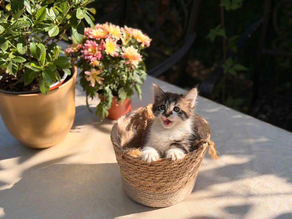 Мейн Куун котета
