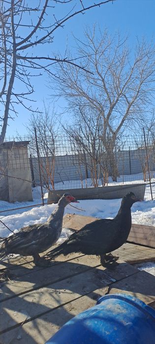 Продам селезней индоутаки