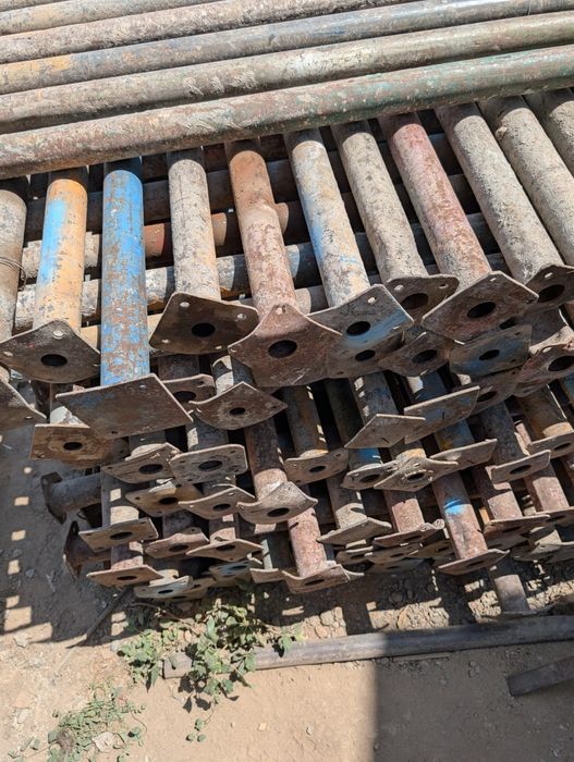 Струпцина тайрот леса