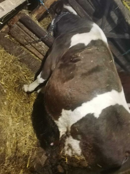 Vând vitei de diferite varste și o vacă gestantă