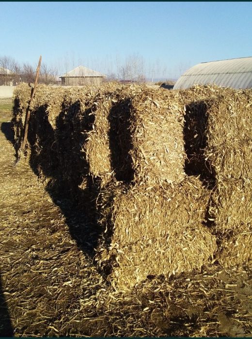 Mollar va quylar uchun loviya press