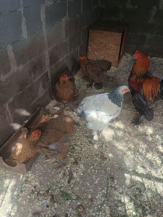 Găini brahma HD și potarnichiu de vânzare