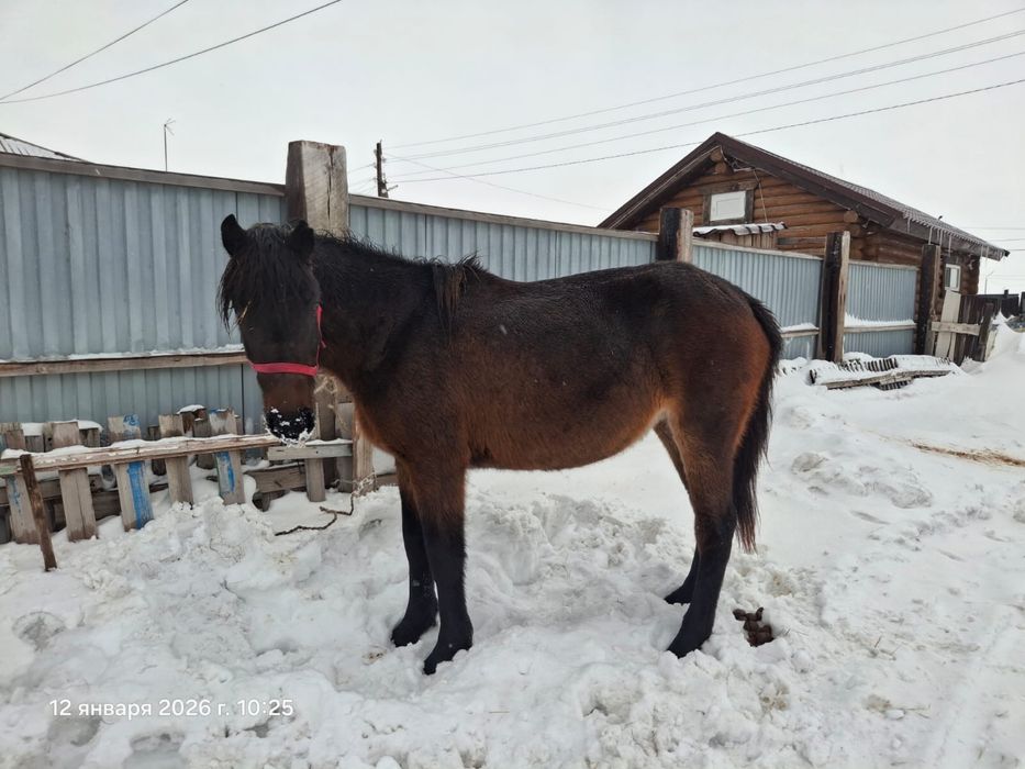 Продам жеребую кобылу