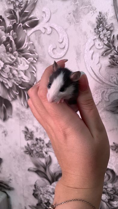 Крыски декоративные