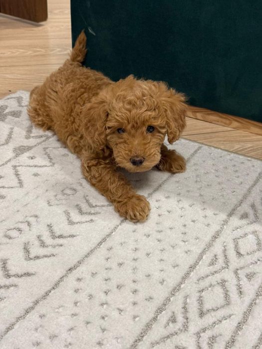 Продаю срочно той пудель