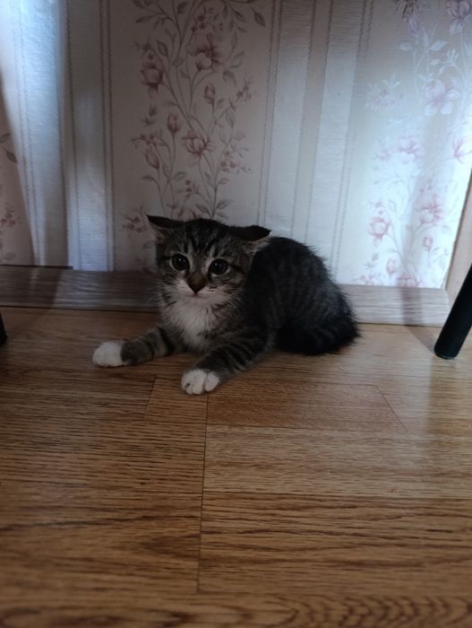 Отдам котенка в хорошие руки