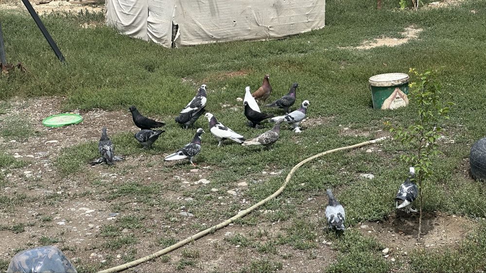 Продам голубь домашний.