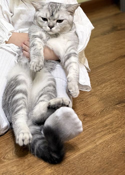 Продается Шотландский котенок