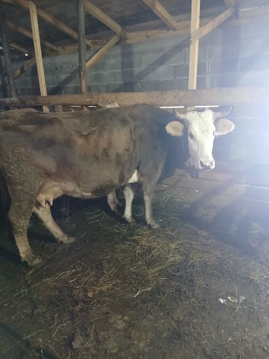 De vânzare vaca gestanta