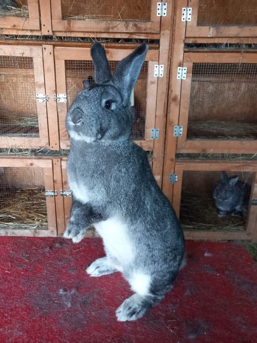 Iepuri de toate vârstele