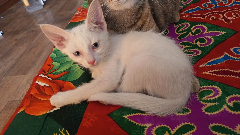 Котенок, девочка