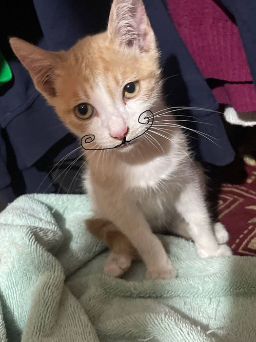 котёнок   Бублик