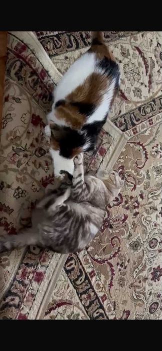 Отдам в хорошие руки двух кошечек