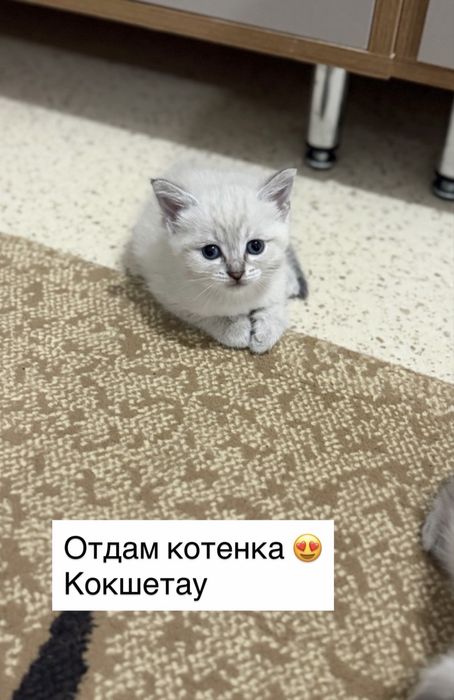 Отдам котенка !!!