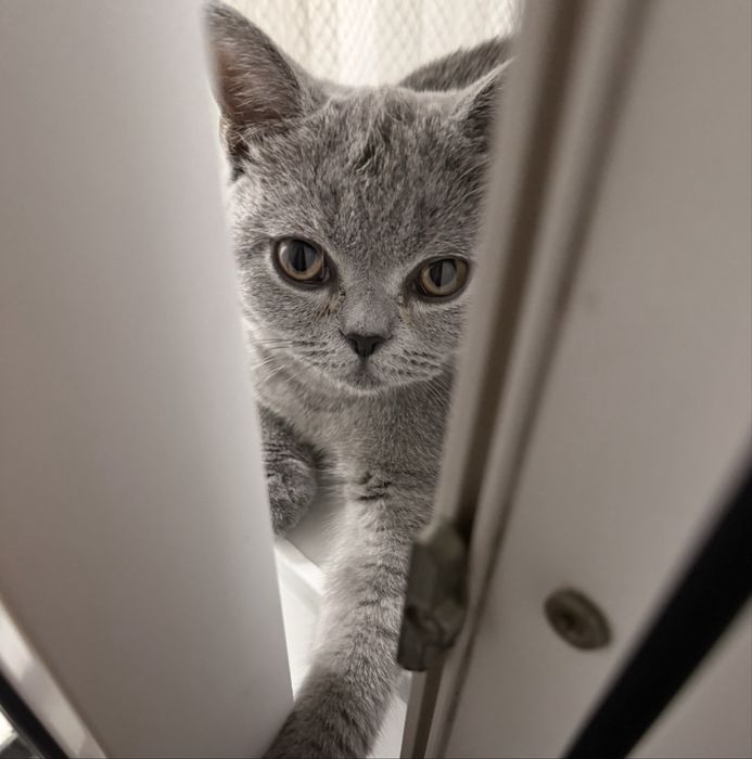 Котенок 5 месяцев