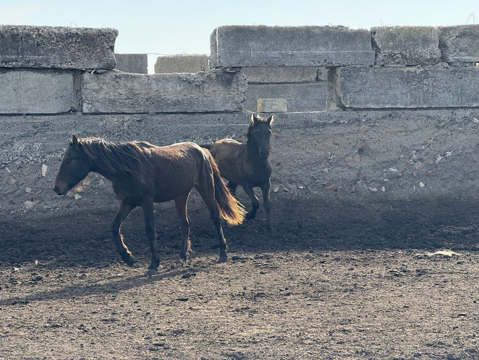 Продам кобыл с жеребятами