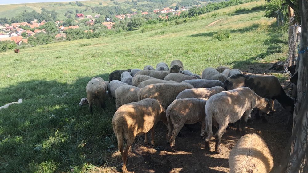 Oi de vanzare covasna