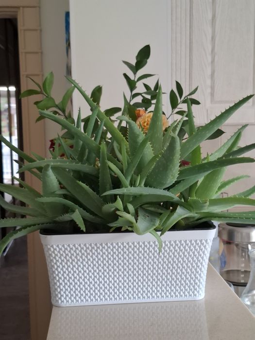 Комнатные цветы-Алое вера в горшках