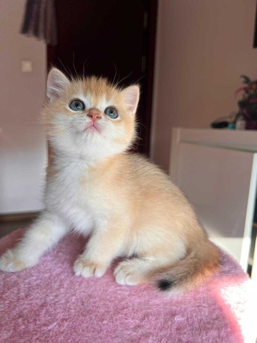 Băiețel adorabil british shorthair golden chinchilla!