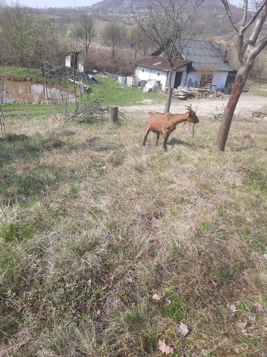 vând ieadă de un an afata alpină frageză