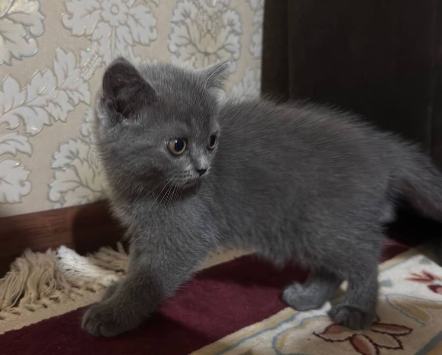 кошка British blue