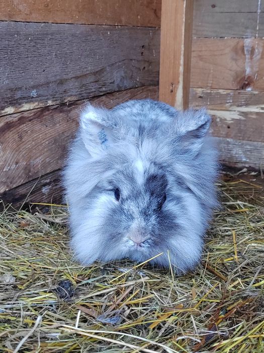 Vând iepuri Cap de leu