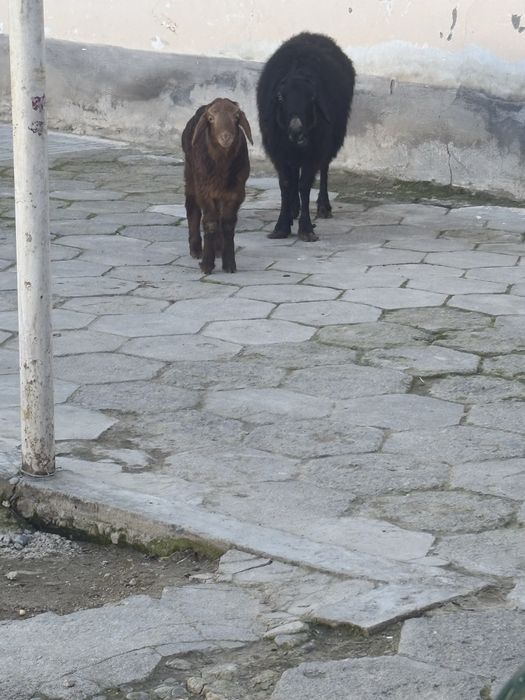 Ona bola qoy sotiladi