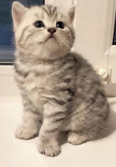 Котята Британские