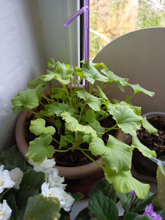 Продам отростки королевской герани