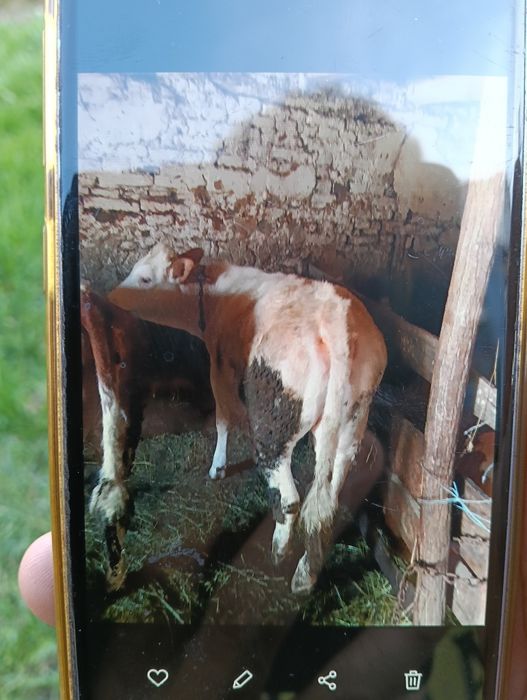 Juninci  de vânzare