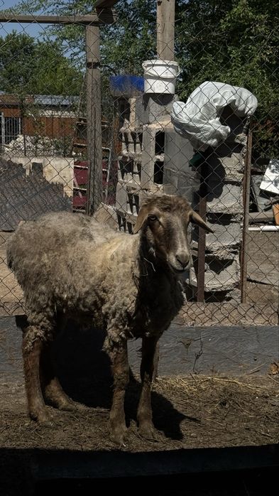 Продам кочкара кастрат