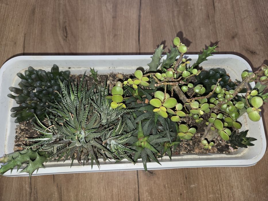 Продам садики из суккулентов