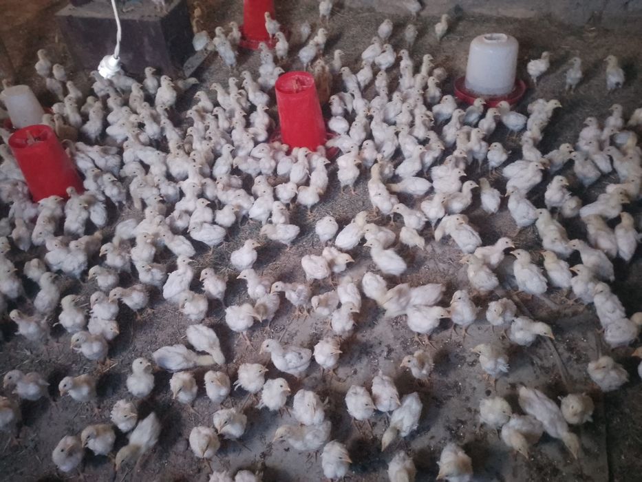 Tovuq joʻjalari sotiladi 1000 dona